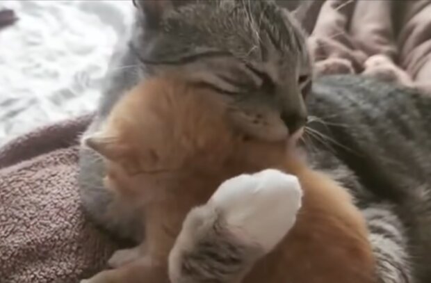 Kätzchen Mezo und Katze Malaika. Quelle: Screenshot Youtube