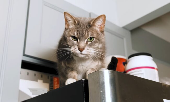 Ungebetener Gast. Quelle: Screenshot YouTube