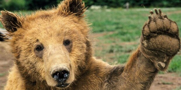 Jäger fingen einen Bären, der seit neun Monaten in den Alpen lautstark ist