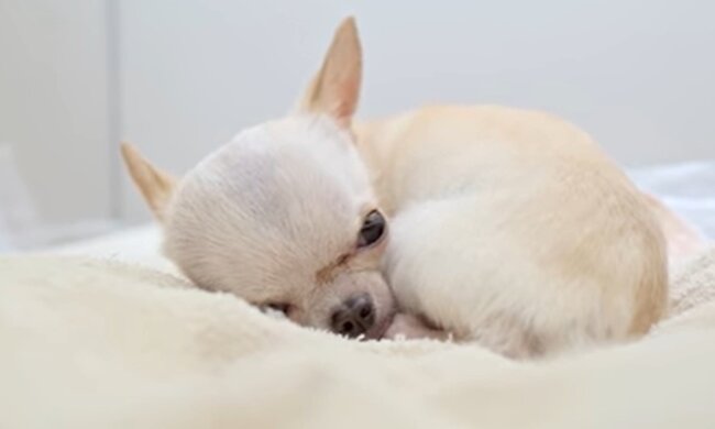 Chihuahua Mama. Quelle: Youtube Screenshot