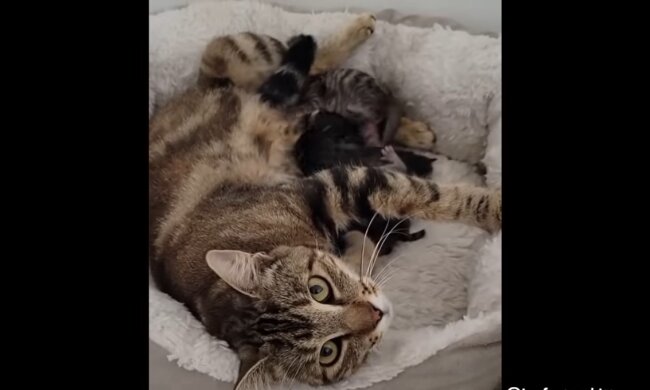 Mama-Katze. Quelle: Youtube Screenshot