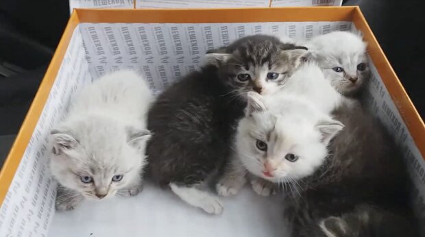 Katzenfamilie. Quelle: Screenshot YouTube