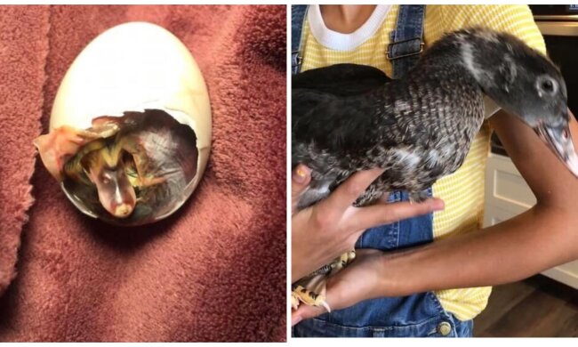 Ungewöhnliches Haustier. Quelle: Screenshot