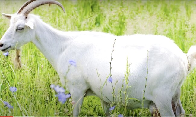 Ziege. Quelle: Screenshot YouTube