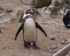 Um Pinguine zu unterhalten, die sich im englischen Zoo langweilen, erhalten sie einen Seifenblasengenerator