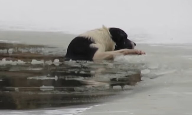 Dreifache Mutter rettete ihr Hund aus dem eiskalten Wasser. Quelle: Screenshot Youtube
