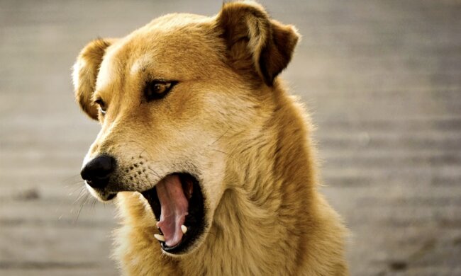 Streuender Hund. Quelle: Screenshot YouTube