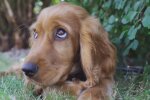 Cocker Spaniel. Quelle: Youtube Screenshot