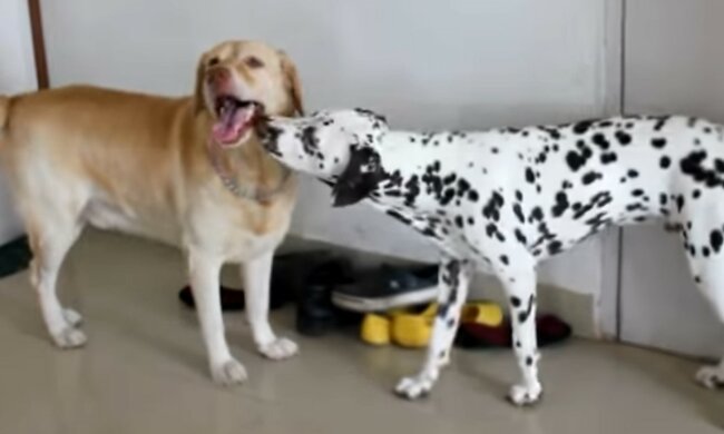 Schöne und ungewöhnliche Eltern. Quelle: Screenshot YouTube