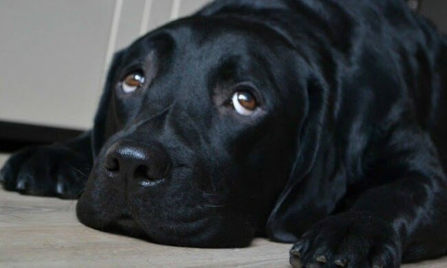 Die Frau war im neunten Monat schwanger, als man ihr einen großen Hund schenkte