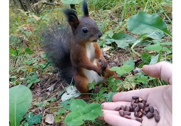 Baby-Eichhörnchen. Foto: Screenshot Youtube