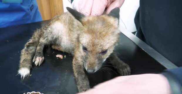 Tier wurde von den Rettungskräften rechtzeitig entdeckt. Quelle: Youtube Screenshot
