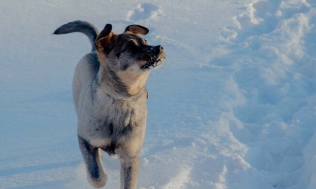 Ein Hund, der viel für ein besseres Leben überwunden hat