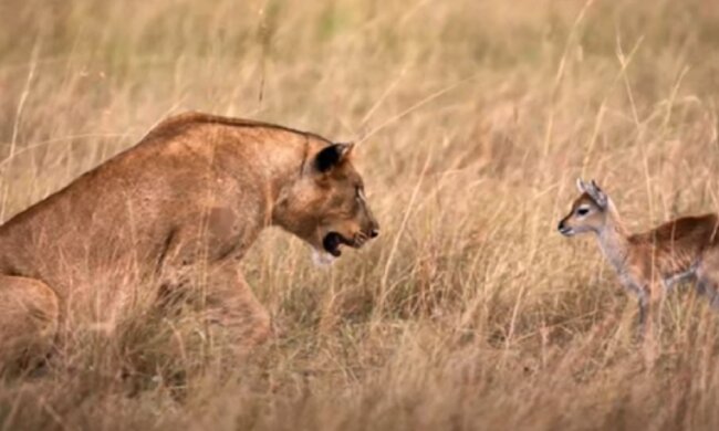 Die Löwin verlor ihre Babys, aber konnte ihren Kummer überwinden, indem sie eine kleine Antilope beschützte