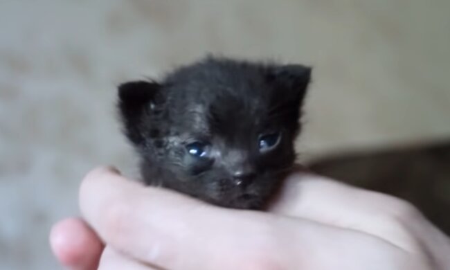 Winziges Kätzchen. Quelle: Screenshot Youtube