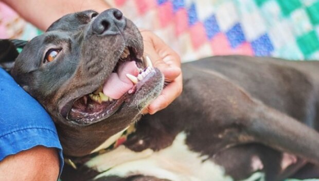 Furchtloser Tilly: Wie ein Hund seinen Besitzer vor einem Räuber rettete