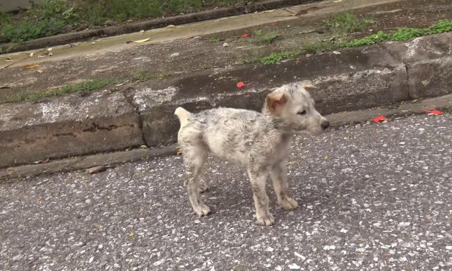 Der streunde Hund. Quelle: Youtube Screenshot