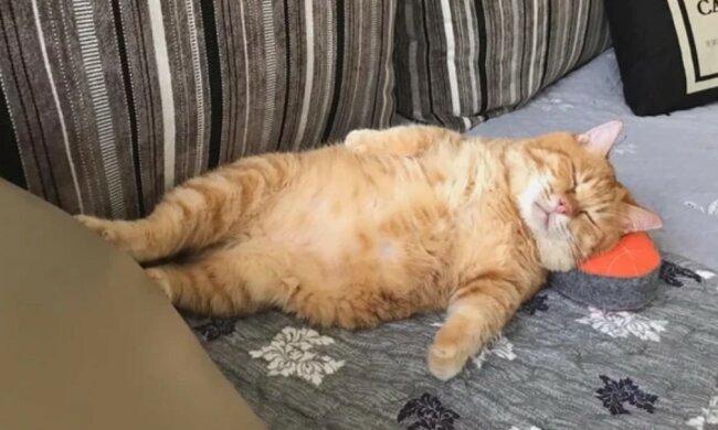 Foto: zen.yandex.com