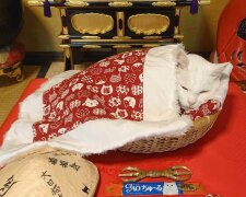 Mönchskatzen: In Japan gibt es einen echten Katzentempel