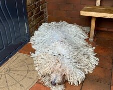 Ein Hund namens Hanga der Komondor-Rasse überrascht mit den Haaren