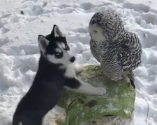 Wie ein Husky-Welpe und eine Schnee-Eule beste Freunde wurden