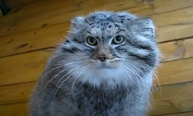 Wenn Liebe stark ist: Ein Bauer weigerte sich, seine geretteten Kätzchen  zu verkaufen, weil sie in Menschenhand nicht lange leben