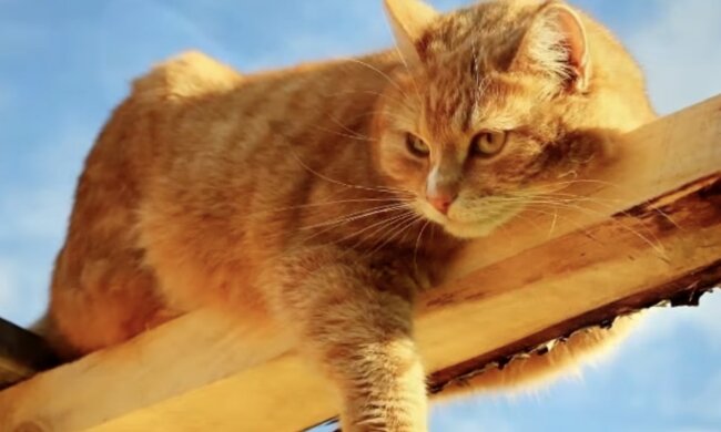 Rothaarige Katze. Quelle: Screenshot YouTube