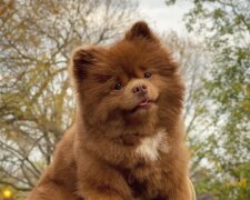 Ein Welpe, der einem Teddybär ähnelt, wurde einem Tierheim weggegeben, aber nicht gleichgültige Menschen kümmerten sich um ihn