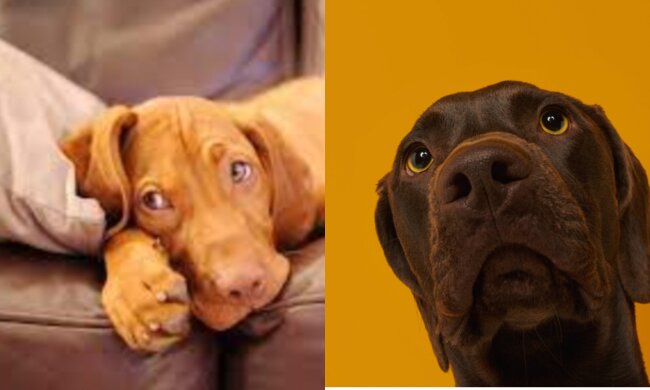 "Das ist meine Kopie": Hund traf zum ersten Mal seinen Zwilling