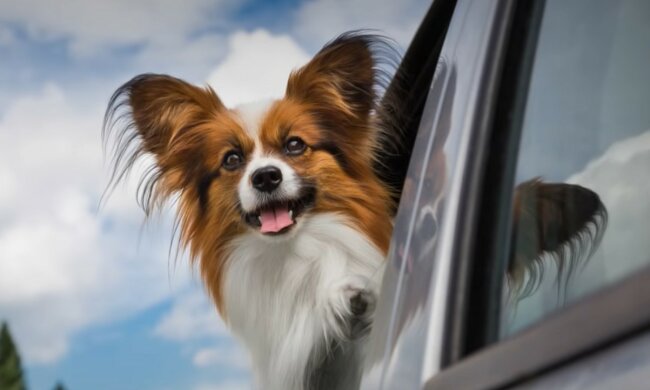 Einfache Regeln für die Gesundheit von Haustieren. Quelle: Screenshot YouTube