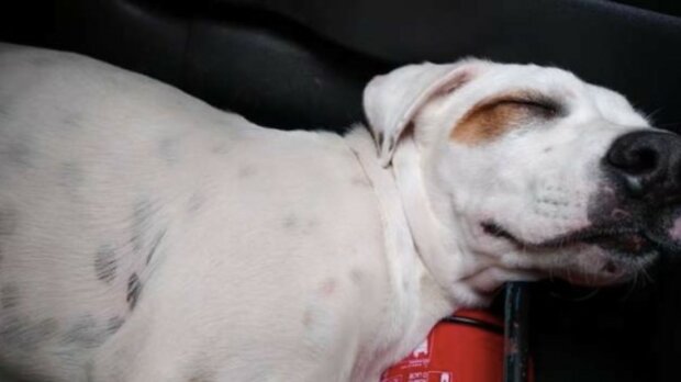 “Schlafend, Baby”: Ein schmutziger, müder Hund sprang zu Fremden in ein Auto, wo er von einem Traum ruiniert wurde