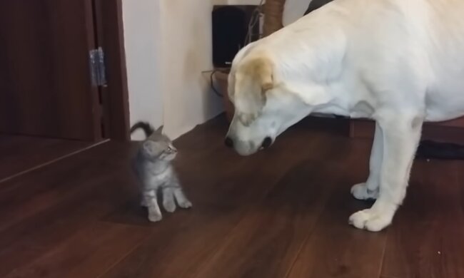 Labrador nahm Kätzchen in seine Obhut. Quelle: Screenshot Youtube