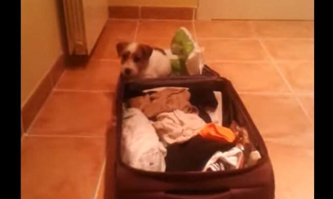 Pelziger Reisebegleiter. Quelle: Screenshot YouTube