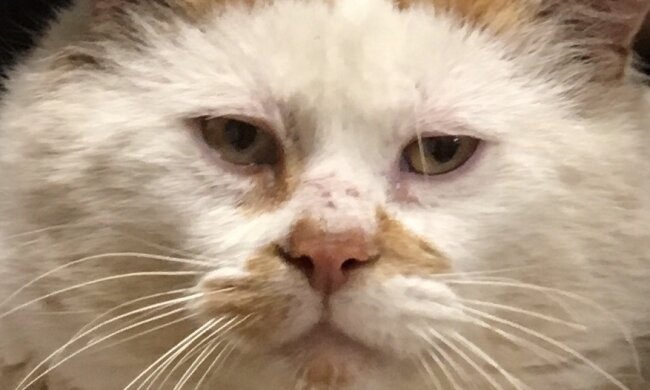 Kater. Quelle: Screenshot YouTube