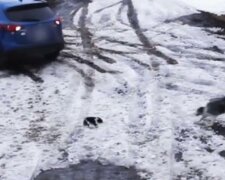 Ein Video der heldenhaften Rettung eines ungeschickten Welpen unter den Rädern eines Autos