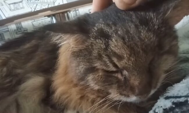 Kater. Quelle: Screenshot YouTube