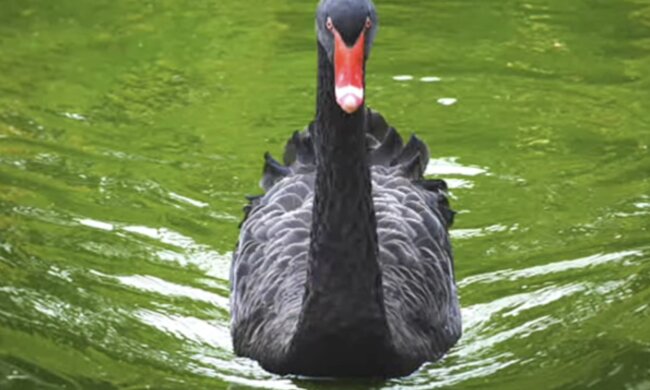 Schwan. Quelle: Screenshot YouTube