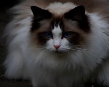 Die Katze. Quelle: Screenshot YouTube