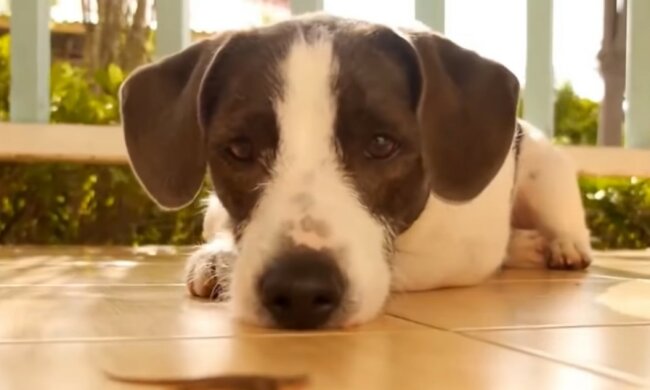 Der brave Hund. Quelle: Youtube Screenshot