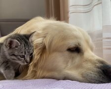 Hund und Katze. Quelle: Youtube Screenshot