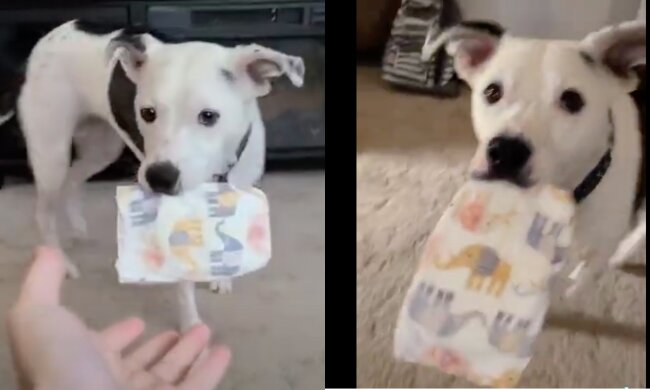 Hund. Quelle: Screenshot YouTube