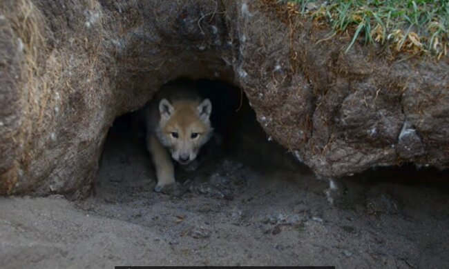 Wolfsbaby. Quelle: Youtube Screenshot