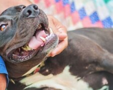 Furchtloser Tilly: Wie ein Hund seinen Besitzer vor einem Räuber rettete