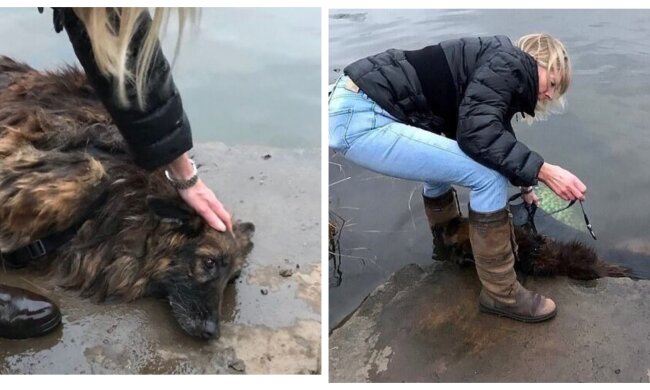 Hund. Quelle: Screenshot YouTube