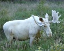 Ein schwedischer Forscher filmte einen sehr seltenen weißen Elch, nach dem er drei Jahre lang gesucht hatte