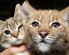 Der wilde Luchs und die einfahe Katze sind zusammen gewachsen und bleiben immer noch Freunde