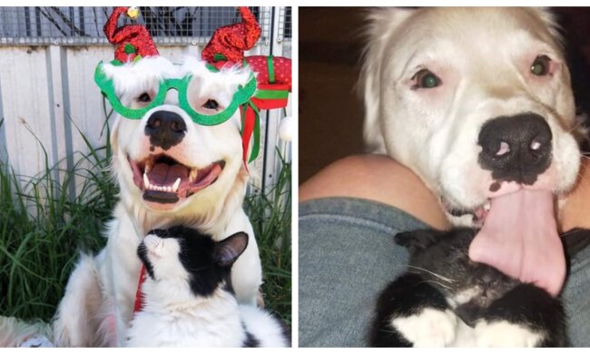 Shiro und Katze. Quelle: Screenshot