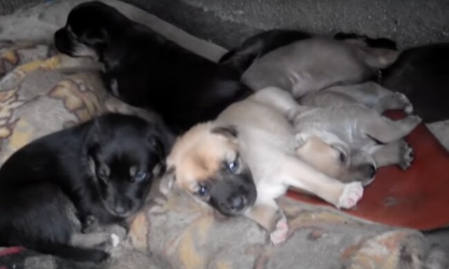 Welpen. Quelle: Screenshot YouTube