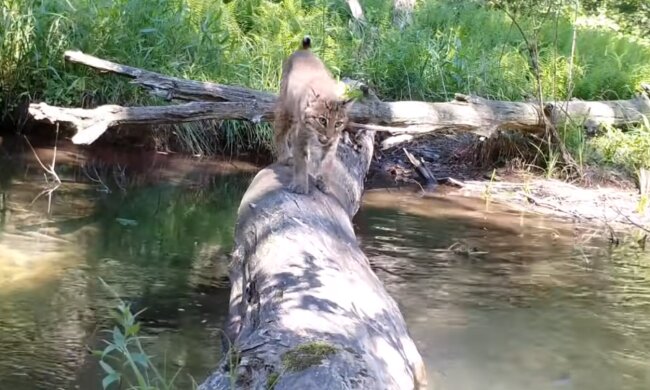 Atemberaubende Natur. Quelle: Screenshot YouTube