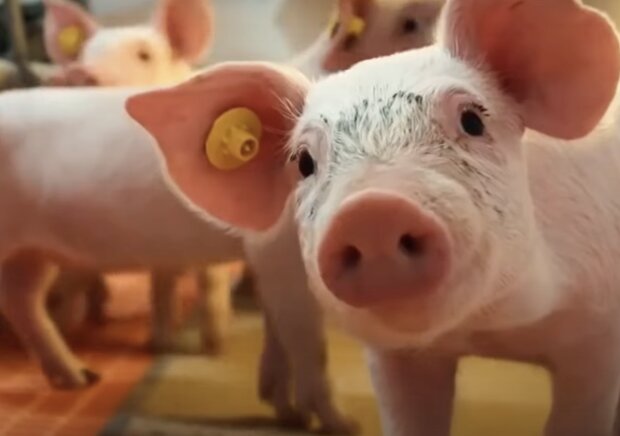 Schweinestall. Quelle: Screenshot YouTube